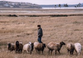 Qozog‘istonda o‘zbekistonlik 58 yoshli erkakning qul qilib ishlatilgani fosh qilindi фото