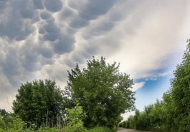 Ўзгидромет маълумотига кўра, Ўзбекистонда ҳафта давомида