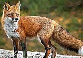 Қозоғистоннинг Манғистау вилоятида ёввойи табиат билан