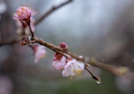 21 февраль атрофидаги нам-салқин ҳаводан кейин, 22 февраль