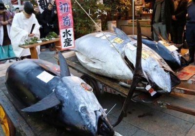 Японияда тунец балиғи 323 минг долларга сотилди фото