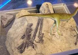 Rossiyalik olimlar Sibirda yangi dinozavr turini kashf qilishdi фото