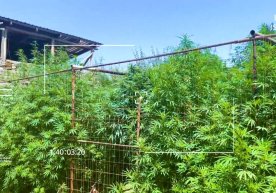 Toshkent viloyatida tomorqasida ko‘p miqdorda kannabis yetishtirgan shaxs aniqlandi фото