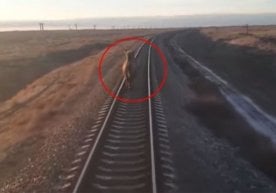 Toshkent-Moskva poyezdi yo‘liga chiqib olgan tuya sababli poyezd manzilga kechikib bordi (video) фото