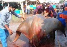 Hindistonlik baliqchilar 800 kiloli skatni tutishga muvaffaq bo‘ldi (video) фото