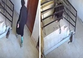 Ijtimoiy tarmoqlarda mushuk bilan bog‘liq noodatiy video