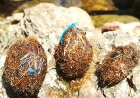 Ўрта ер денгизи­да ўсадиган Posidonia oceanica ўтлари