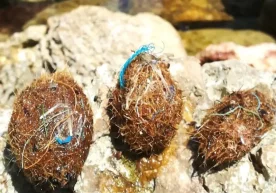 Ўрта ер денгизи­да ўсадиган Posidonia oceanica ўтлари