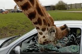Британияда оч жирафа овқат илинжида машина ойнасини синдирди (видео) фото