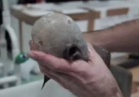 Олимлар Австралия соҳиллари яқинида "юзи йўқ"