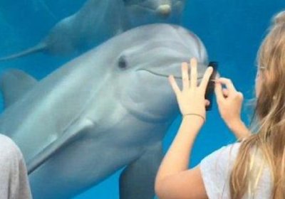 Delfinlarni jalb etishning g‘aroyib usuli (video) фото
