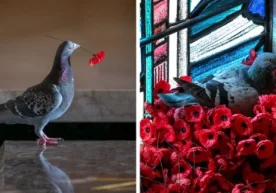Табиат ҳеч қачон бизни ҳайратлантиришдан чарчамайди. Биз