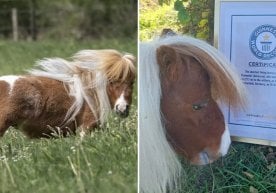 Германиялик митти айғир Пумукел яна бир бор жаҳон