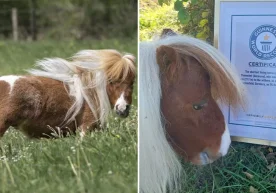 Германиялик митти айғир Пумукел яна бир бор жаҳон