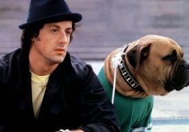 Gollivud yulduzi Silvestr Stallone nima sababdan iti uchun 15000 dollar sarflagan? фото