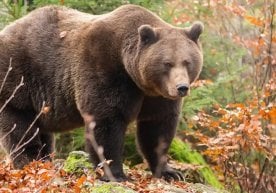 АҚШнинг Аляскасида жойлашган Катмай миллий қўриқхонасида