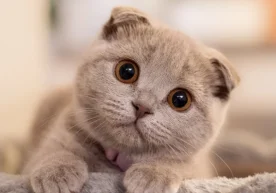 Пойтахт ветеринария клиникалари москваликлар ўз уй