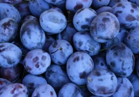 Миллий статистика қўмитаси маълумотига кўра, 2025 йилнинг