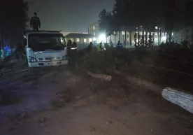 OAVda Andijonda sog‘lom qarag‘aylarlar kesib tashlangani