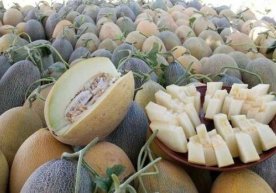 Sherobodda qovun pishdi (foto) фото