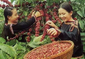 Вьетнам 2014 йил якунлари бўйича дунёда қаҳва экспорт