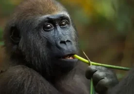 Хитой олимлари “Дарвин маймуни” (Wukong) номли