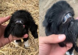 В Кызылординской области появилось на свет необычное