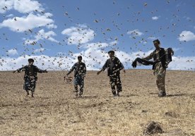 Afg‘onistondagi dalalarga chigirtkalar hujum qildi фото
