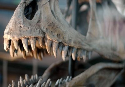 Таиландда динозаврларнинг янги турларининг қолдиқлари топилди фото