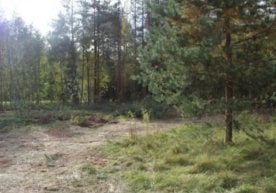 Санкт-Петербург яқинидаги Лисий Нос атрофидаги ўрмонзорда