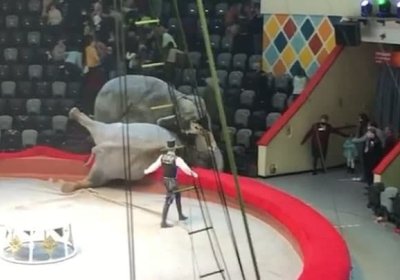 Tataristonda sirk tomoshasi paytida fillar urishib ketdi (video) фото