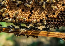 Asalarilarni zaharlagan bogʻbonga qamoq jazosi berildi фото
