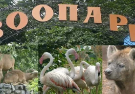 Ҳайвонот боғи болажонларнинг энг севимли масканларидан