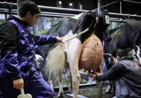 Ўзбекистонда хашаки "Маша" қорамоллари ўрнини