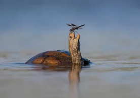 Comedy Wildlife Photography Awards xalqaro tanlovi
