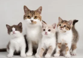 Кўпчилик мушукларнинг хатти-ҳаракатини инсонча талқин