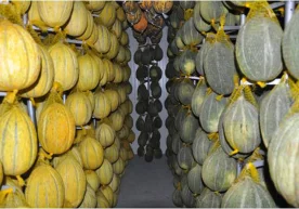 Фото: agronet.uz Сентябрь ойининг иккинчи ўн кунлигидан