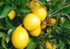 Xalqimiz “qish mevasi” deya e’zozlaydigan limon bugun