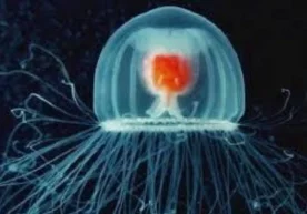 Биологлар илк умрбоқий мавжудотни аниқлашди, дея хабар