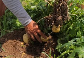 O‘zbekistonda kartoshkaning yangi ultra ertapishar