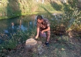 Андижонда 18 дарахт ноқонуний кесиб ташлангани аниқланди,