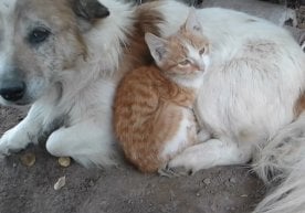 Oʻzbekistonda koʻp kvartirali uylarda yashash va ulardan