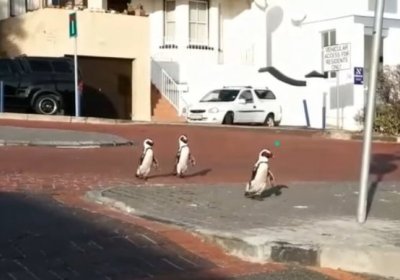 Pingvinlar bo‘shab qolgan Keyptaun ko‘chalarini o‘zlariniki qilib oldi (video) фото