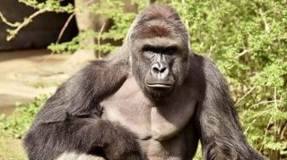 Sinsinnati hayvonot bog‘ida gorilla otib tashlanganiga qarshi talabnomani imzolaganlar soni 300 mingga yaqinlashdi фото