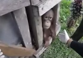 Indoneziyada 2 yil davomida yog‘och qutida saqlangan orangutan ozod qilindi фото