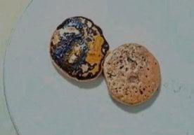 Тошкент вилоятида жуда ғайриоддий ҳолат қайд этилди —