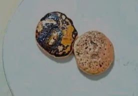 Тошкент вилоятида жуда ғайриоддий ҳолат қайд этилди —