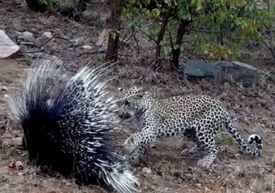 Leopard va jayraning olishuvi (video) фото