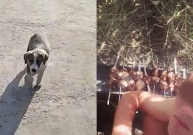 Маълум қилинишича, 12 январь куни Жиноят ишлари бўйича