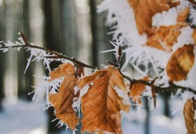 Ўзбекистонда бугун кечаси совуқ ҳаво ва қаҳратон